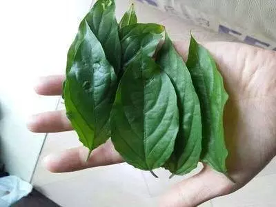 喝了兩個星期的【20幾片葉子】煮的水,她的【腎功能】恢復了 ( 真實成功案例 )。。