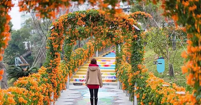 新北景點|鶯歌永吉公園|美美的炮仗花盛開啦~不用跑去苗栗,在新北鶯歌就看得到!