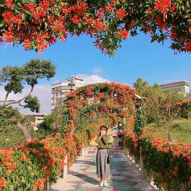 新北景點|鶯歌永吉公園|美美的炮仗花盛開啦~不用跑去苗栗,在新北鶯歌就看得到!