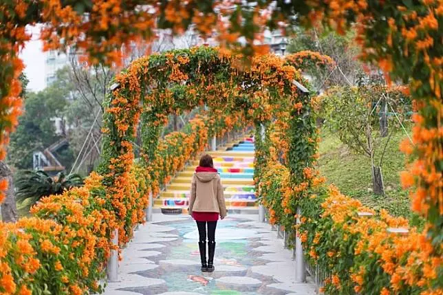 新北景點|鶯歌永吉公園|美美的炮仗花盛開啦~不用跑去苗栗,在新北鶯歌就看得到!
