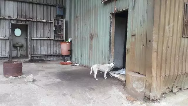 廢品回收站搬遷,忠心土狗被留下,牆上日曆記載著它已被遺棄一年
