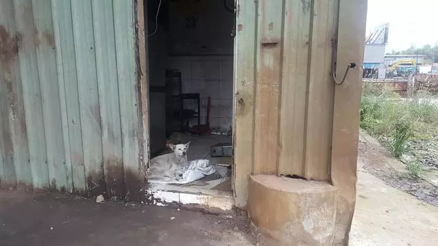 廢品回收站搬遷,忠心土狗被留下,牆上日曆記載著它已被遺棄一年