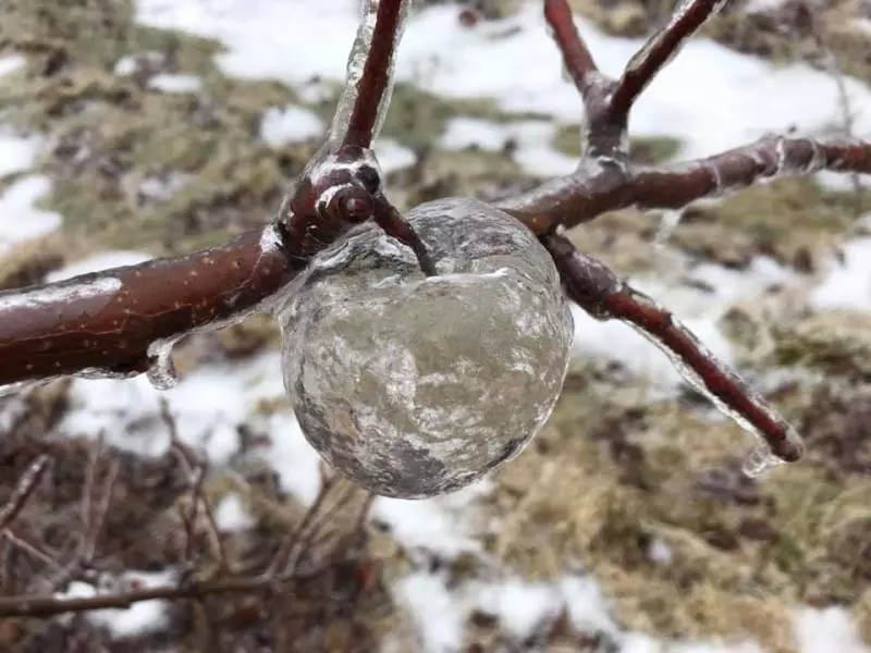 樹上驚見「冰晶蘋果」!他PO文分享夢幻奇蹟 連CNN都轉發...網:太稀有了