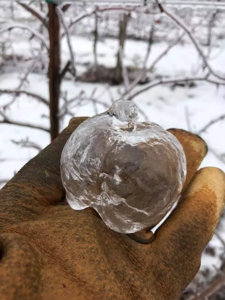 樹上驚見「冰晶蘋果」!他PO文分享夢幻奇蹟 連CNN都轉發...網:太稀有了