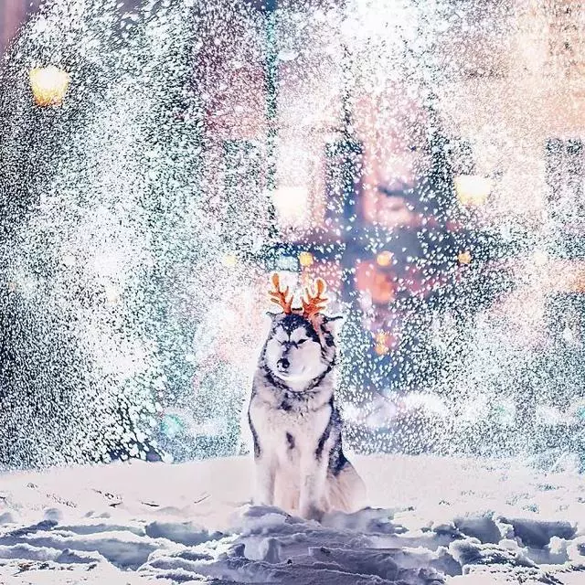 同樣是拍雪,這就是攝影師和普通人的差別!