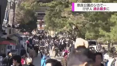 奈良小鹿一年傷了209人!8人骨折!原來鹿有這個反應是攻擊的意思