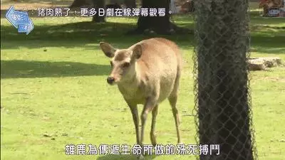 奈良小鹿一年傷了209人!8人骨折!原來鹿有這個反應是攻擊的意思