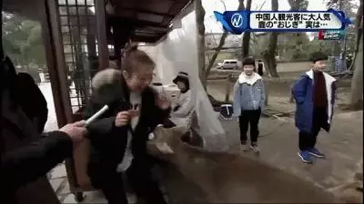 奈良小鹿一年傷了209人!8人骨折!原來鹿有這個反應是攻擊的意思
