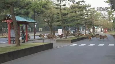 奈良小鹿一年傷了209人!8人骨折!原來鹿有這個反應是攻擊的意思