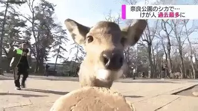 奈良小鹿一年傷了209人!8人骨折!原來鹿有這個反應是攻擊的意思