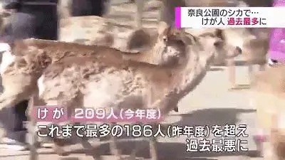 奈良小鹿一年傷了209人!8人骨折!原來鹿有這個反應是攻擊的意思