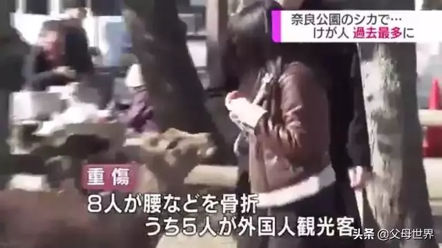 奈良小鹿一年傷了209人!8人骨折!原來鹿有這個反應是攻擊的意思