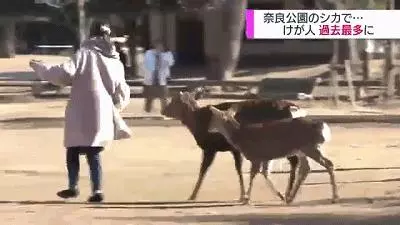 奈良小鹿一年傷了209人!8人骨折!原來鹿有這個反應是攻擊的意思