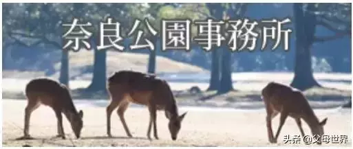 奈良小鹿一年傷了209人!8人骨折!原來鹿有這個反應是攻擊的意思