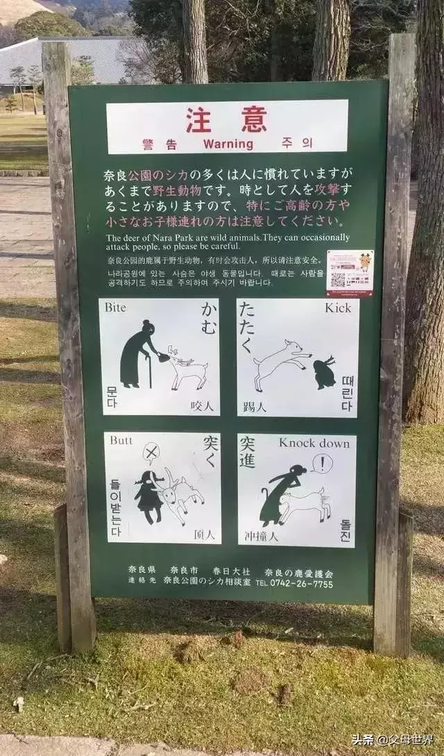 奈良小鹿一年傷了209人!8人骨折!原來鹿有這個反應是攻擊的意思