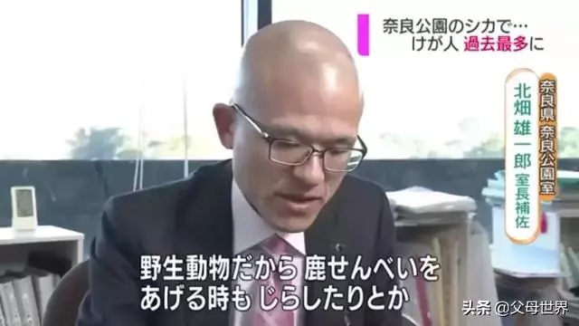 奈良小鹿一年傷了209人!8人骨折!原來鹿有這個反應是攻擊的意思