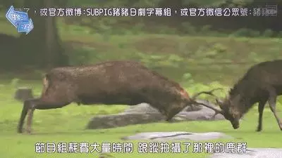 奈良小鹿一年傷了209人!8人骨折!原來鹿有這個反應是攻擊的意思