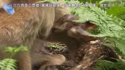 奈良小鹿一年傷了209人!8人骨折!原來鹿有這個反應是攻擊的意思