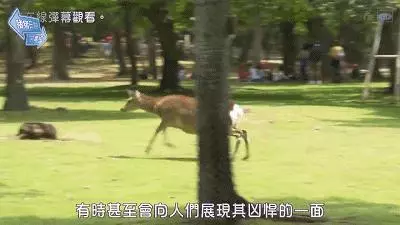 奈良小鹿一年傷了209人!8人骨折!原來鹿有這個反應是攻擊的意思