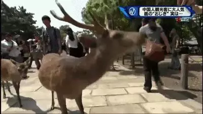 奈良小鹿一年傷了209人!8人骨折!原來鹿有這個反應是攻擊的意思