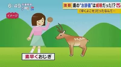 奈良小鹿一年傷了209人!8人骨折!原來鹿有這個反應是攻擊的意思