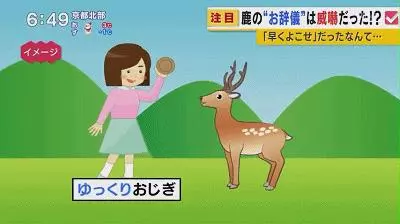 奈良小鹿一年傷了209人!8人骨折!原來鹿有這個反應是攻擊的意思