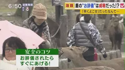 奈良小鹿一年傷了209人!8人骨折!原來鹿有這個反應是攻擊的意思