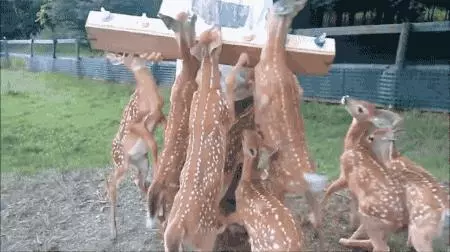 奈良小鹿一年傷了209人!8人骨折!原來鹿有這個反應是攻擊的意思