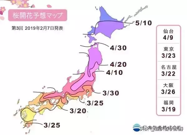 遇見日本最美的"櫻吹雪",2019櫻花全面開放