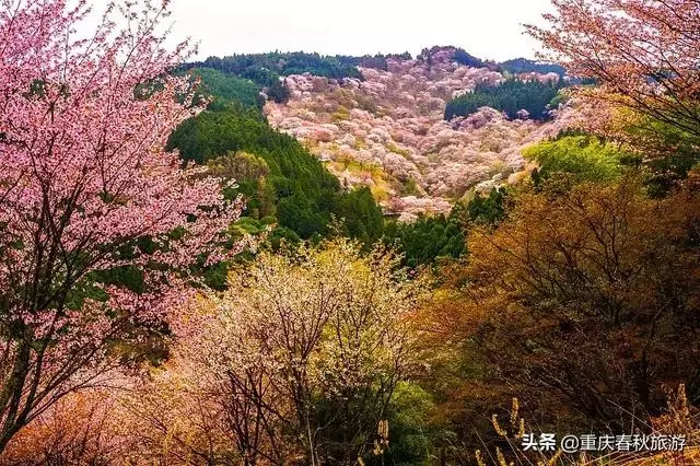 遇見日本最美的"櫻吹雪",2019櫻花全面開放