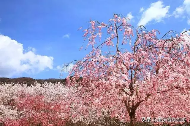 遇見日本最美的"櫻吹雪",2019櫻花全面開放