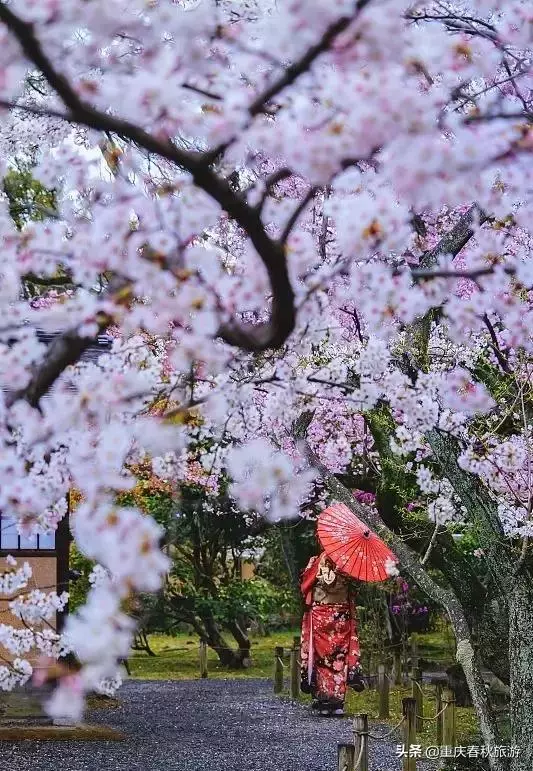 遇見日本最美的"櫻吹雪",2019櫻花全面開放