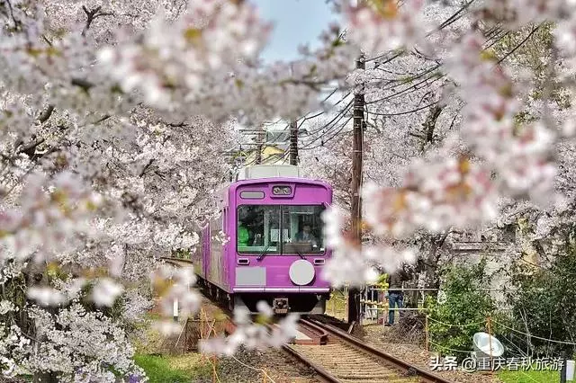遇見日本最美的"櫻吹雪",2019櫻花全面開放