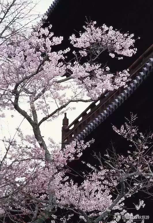 遇見日本最美的"櫻吹雪",2019櫻花全面開放