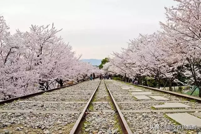 遇見日本最美的"櫻吹雪",2019櫻花全面開放