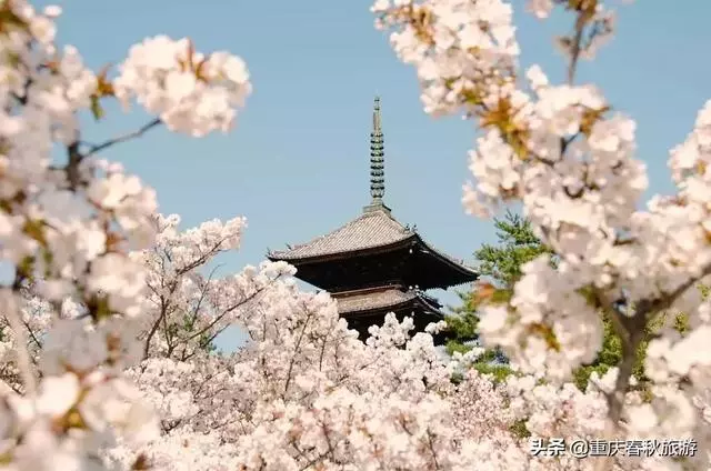 遇見日本最美的"櫻吹雪",2019櫻花全面開放