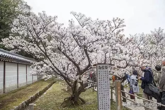 遇見日本最美的"櫻吹雪",2019櫻花全面開放