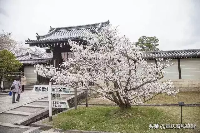 遇見日本最美的"櫻吹雪",2019櫻花全面開放