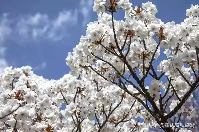 遇見日本最美的"櫻吹雪",2019櫻花全面開放