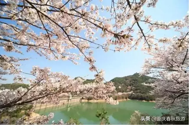 遇見日本最美的"櫻吹雪",2019櫻花全面開放