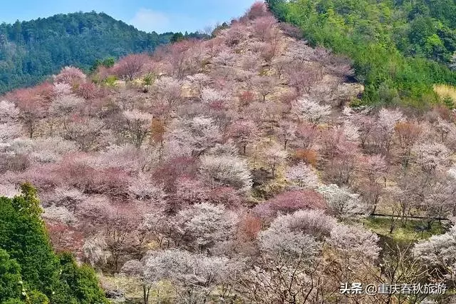 遇見日本最美的"櫻吹雪",2019櫻花全面開放