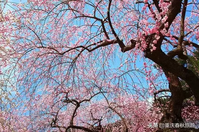 遇見日本最美的"櫻吹雪",2019櫻花全面開放