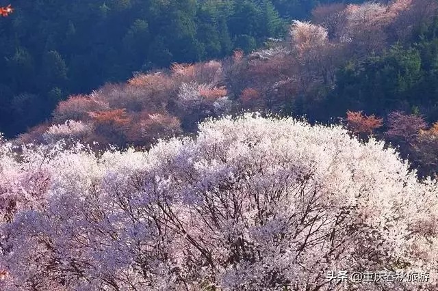 遇見日本最美的"櫻吹雪",2019櫻花全面開放