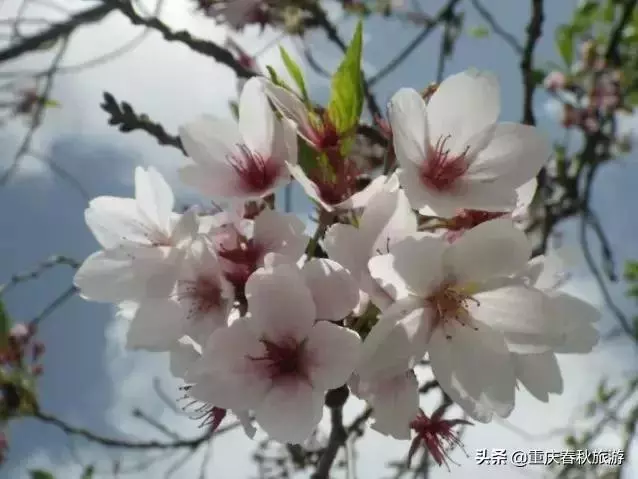 遇見日本最美的"櫻吹雪",2019櫻花全面開放
