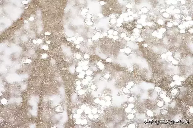 遇見日本最美的"櫻吹雪",2019櫻花全面開放