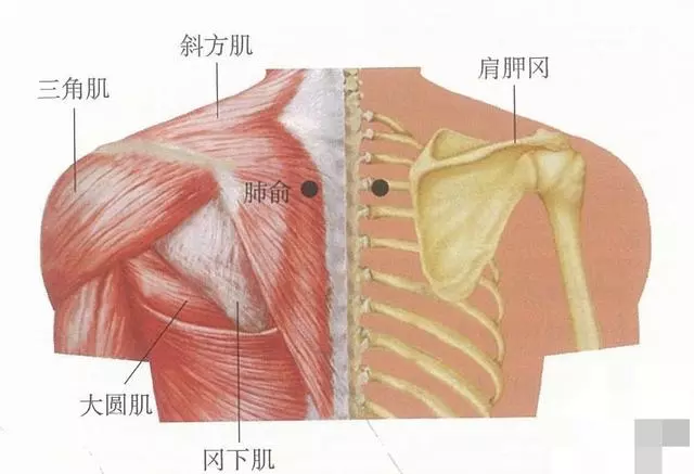 常艾灸大椎、肺俞、足三里3穴位,可提高機體免疫力,延長壽命