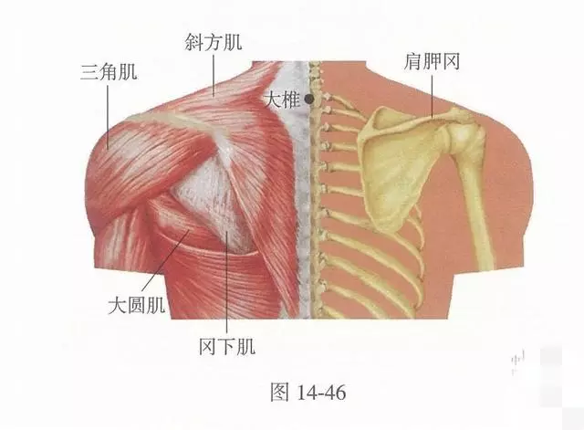 常艾灸大椎、肺俞、足三里3穴位,可提高機體免疫力,延長壽命
