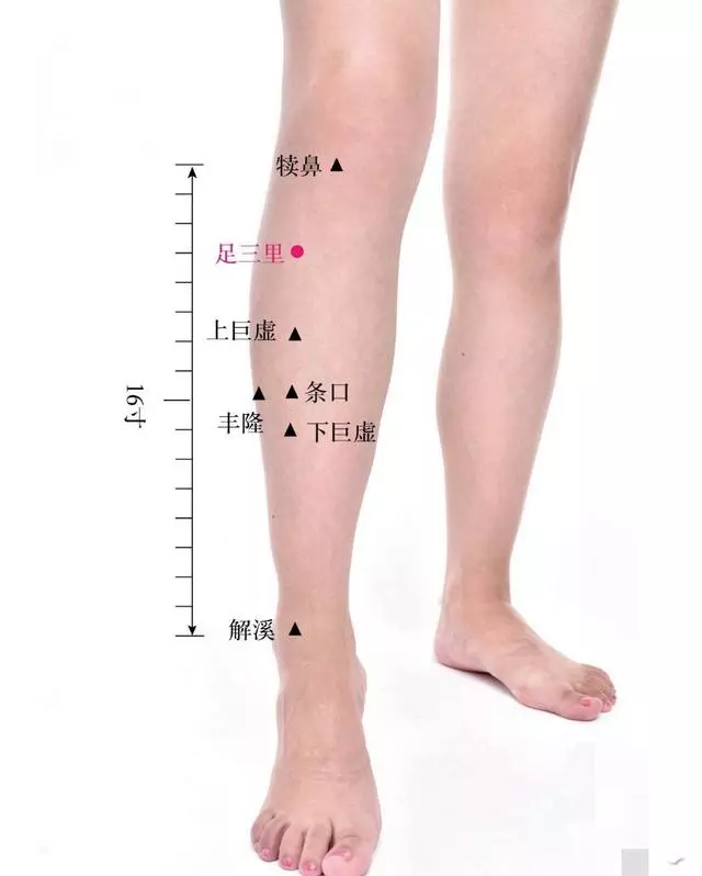 常艾灸大椎、肺俞、足三里3穴位,可提高機體免疫力,延長壽命