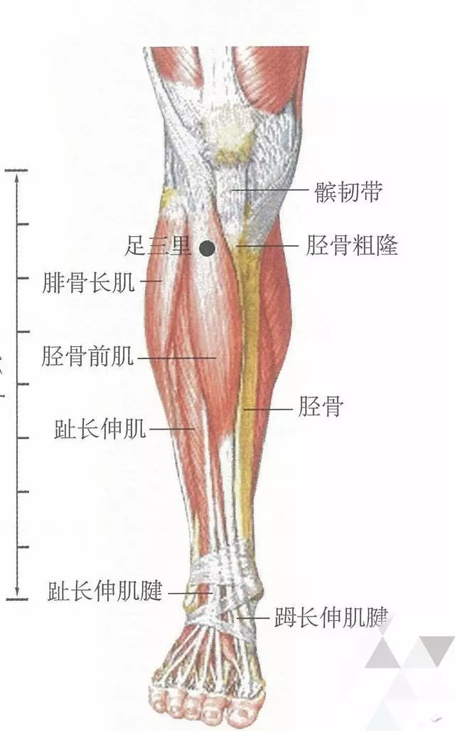 常艾灸大椎、肺俞、足三里3穴位,可提高機體免疫力,延長壽命