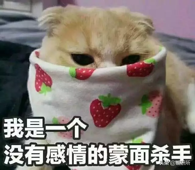 11個關於貓咪的趣味冷知識,你都知道多少?